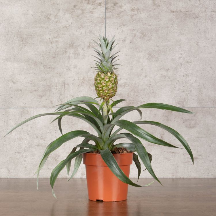 Ананас Розита d12 