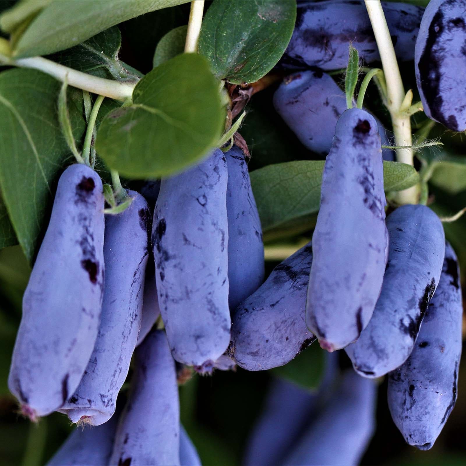 Жимолость Гордость Бакчара в коробке, Tim по цене  Жимолость Гордость Бакчара в коробке, Tim