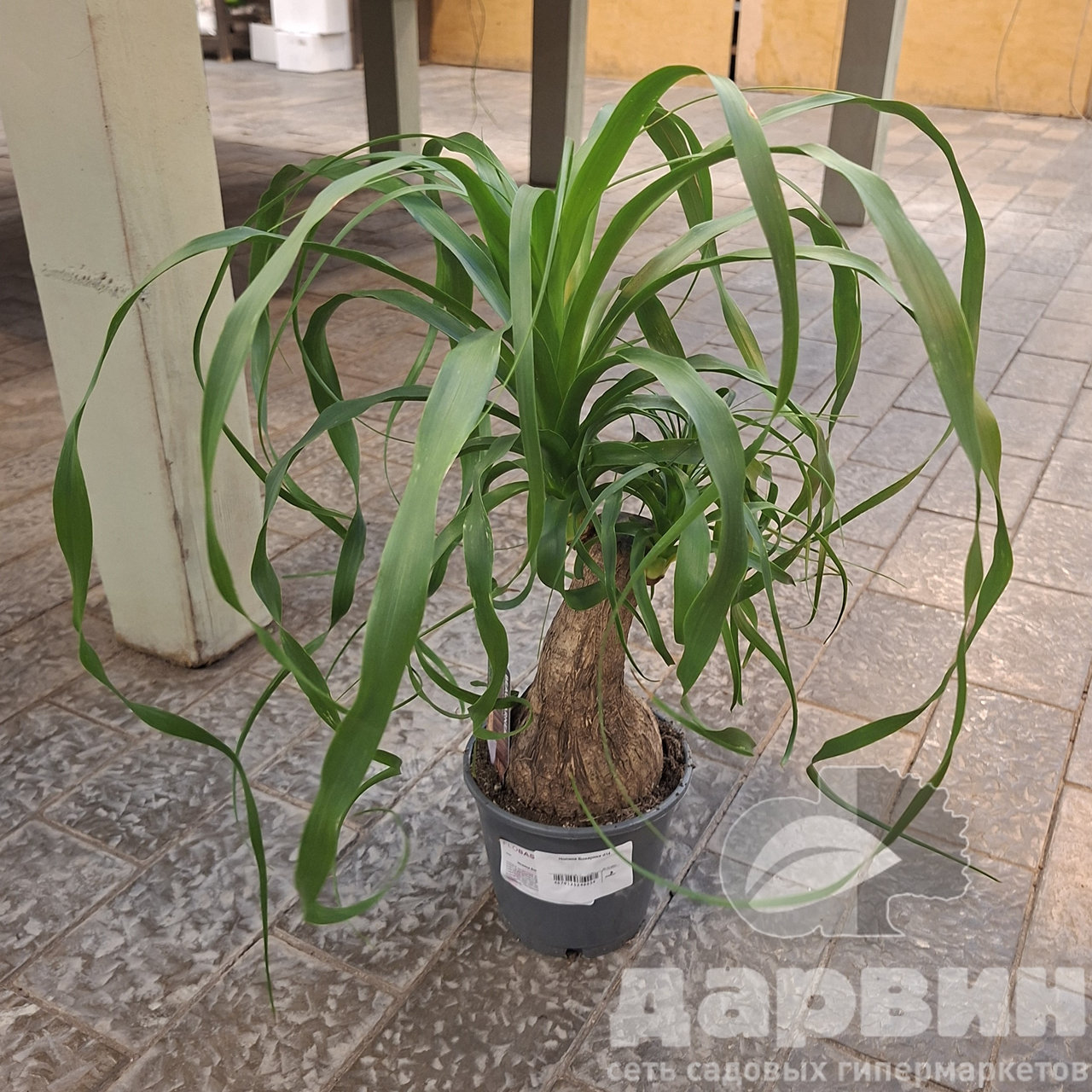 Нолина Бокарнея д14 (3) WM