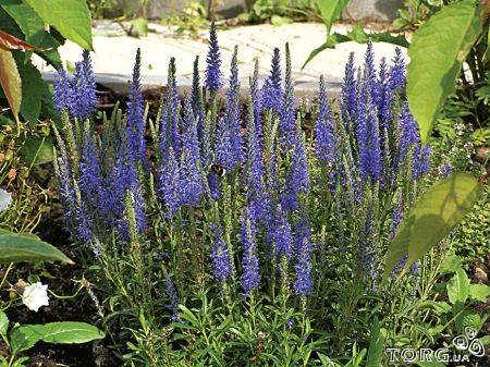 Вероника колосковая микс Р9 