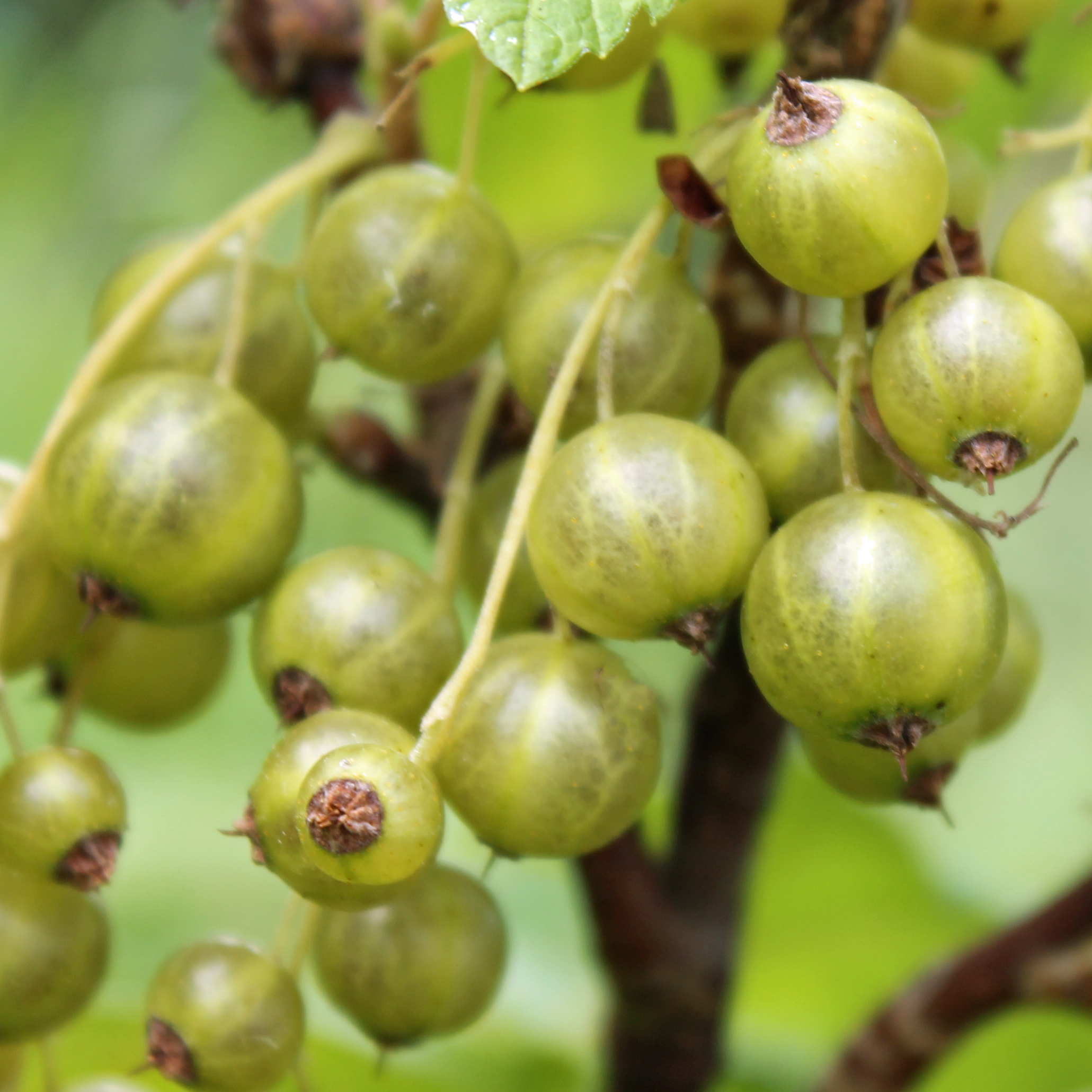 Смородина Изумрудное ожерелье, черная v5 Tim 