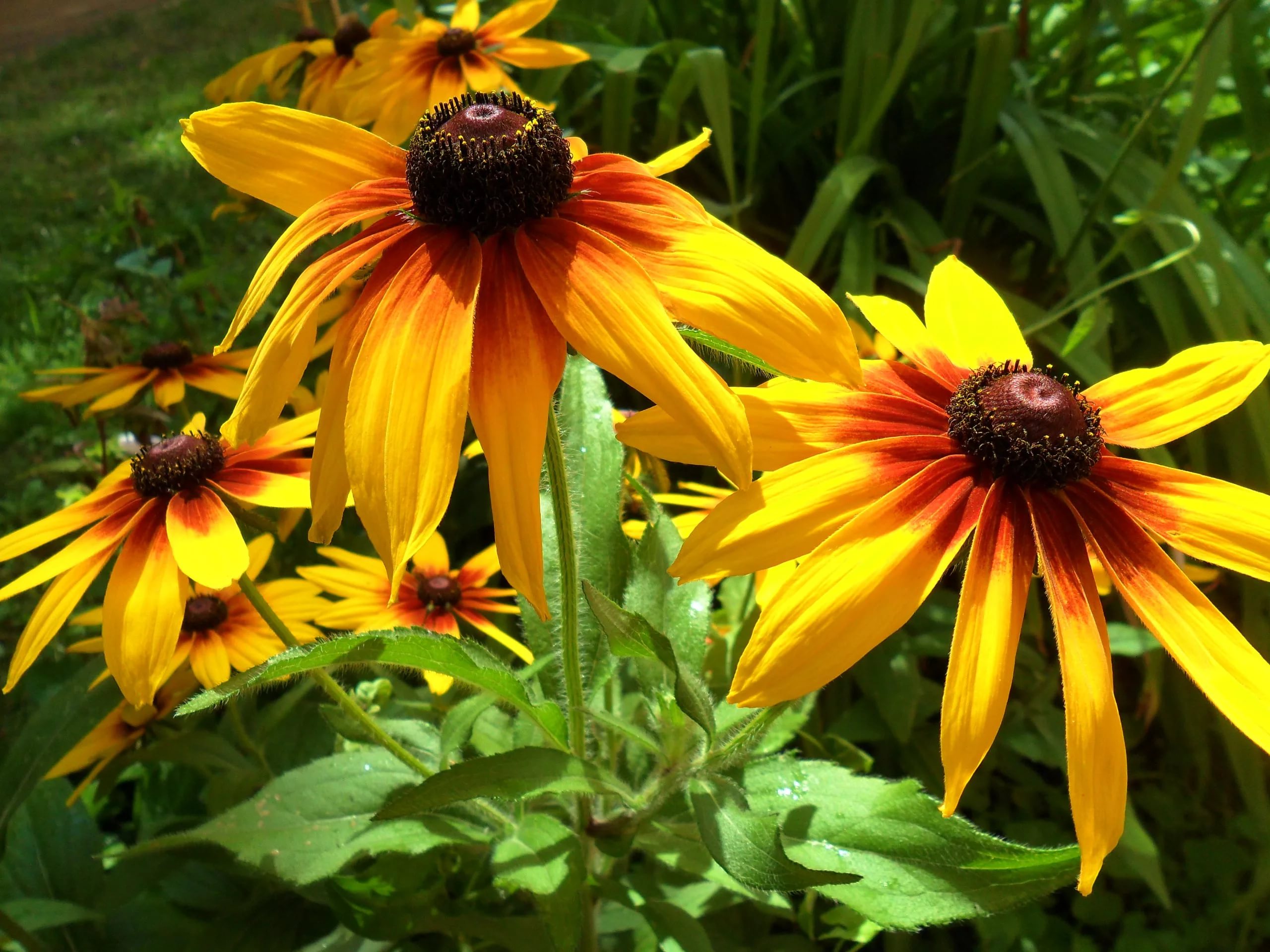 Рудбекия d10 Lav 