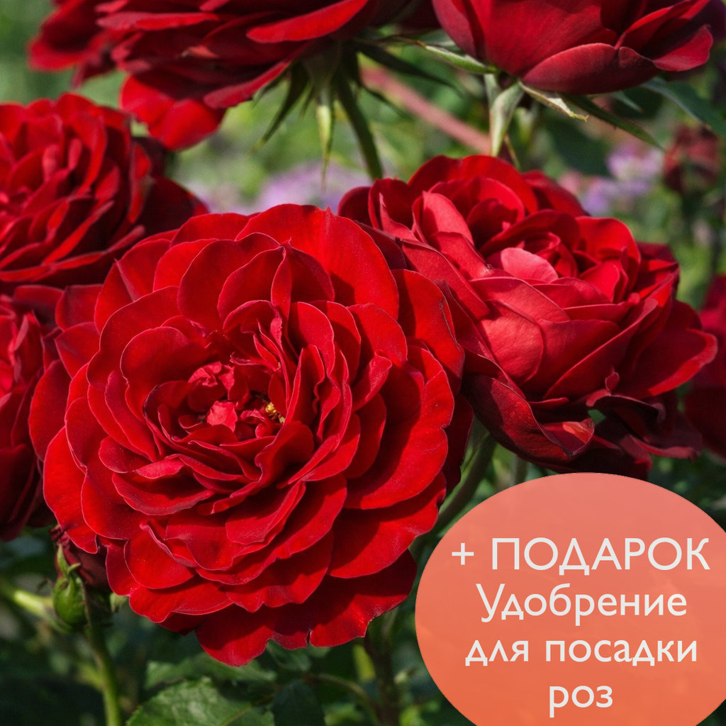 Роза  флорибунда Торнадо в коробке Биосфера 