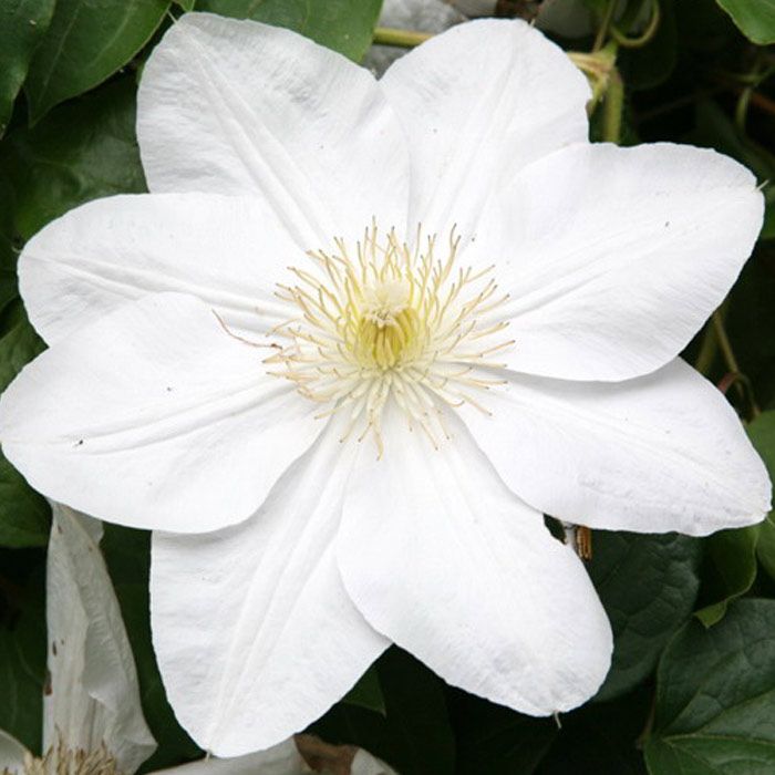 Клематис Мари Бойсселот Р9 