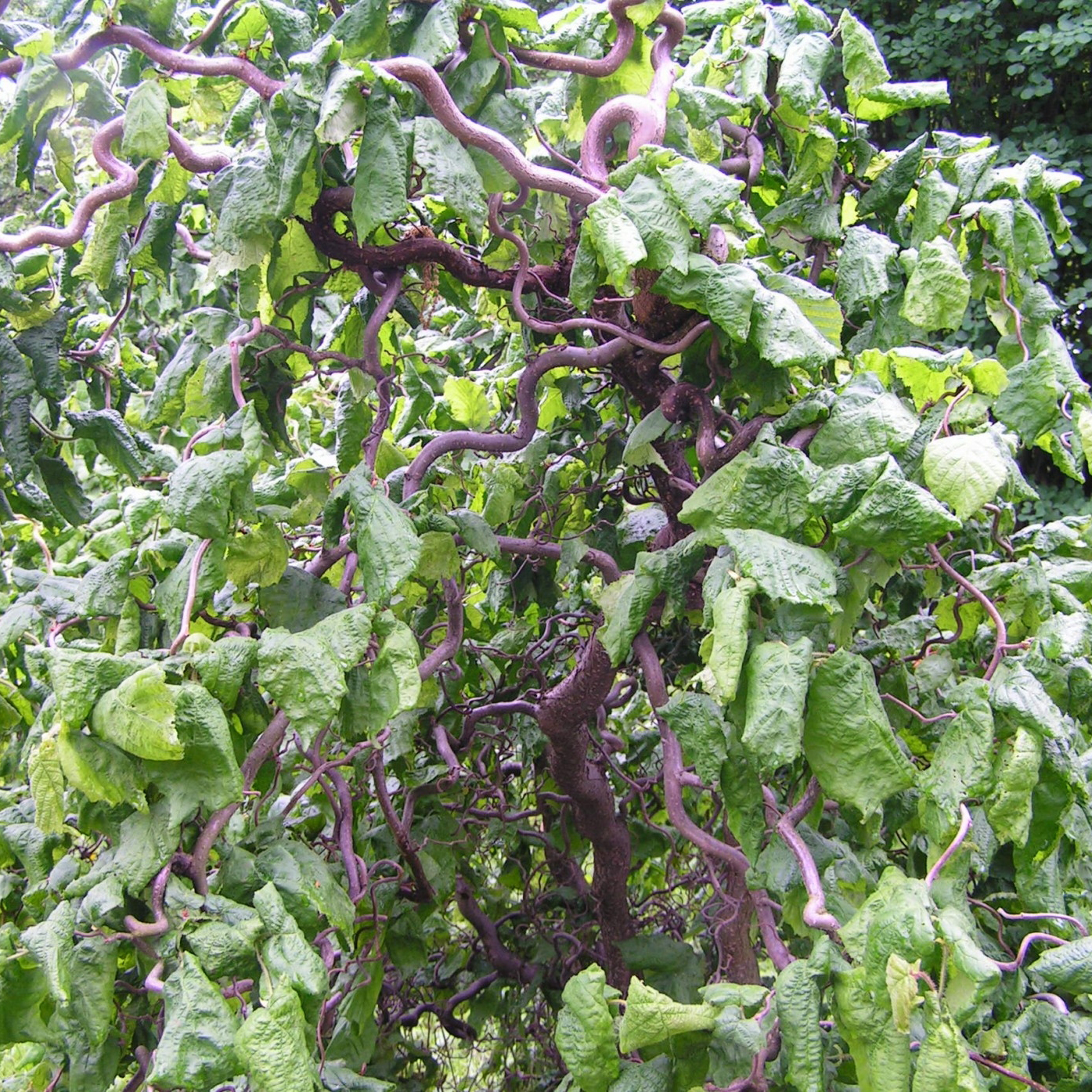 Corylus avellana С†РІРµС‚С‹