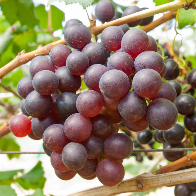 Виноград плодовый Подарок Ирине, розовый в коробке Tim 