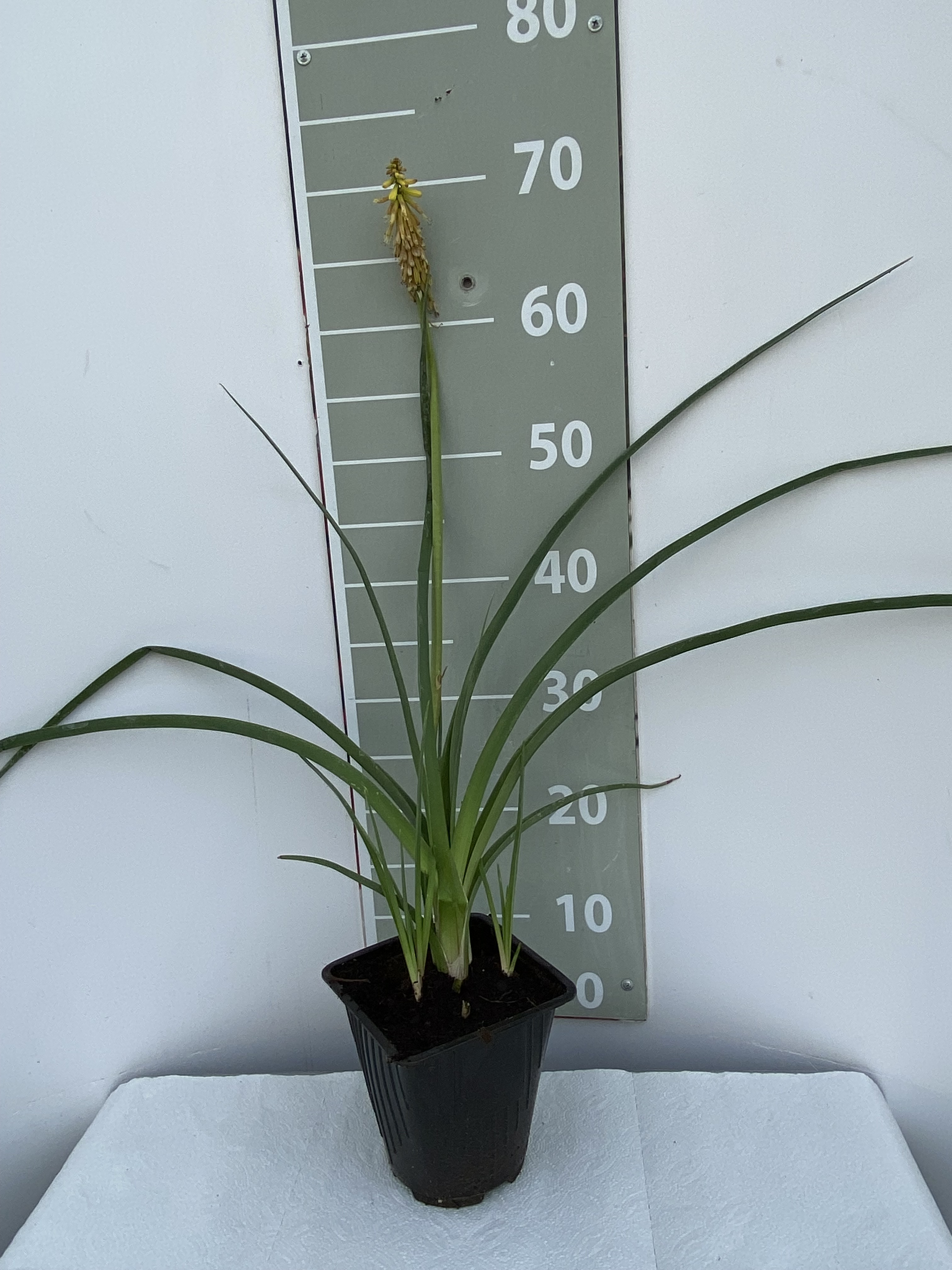 Книфофия Алказар v2 Lav 