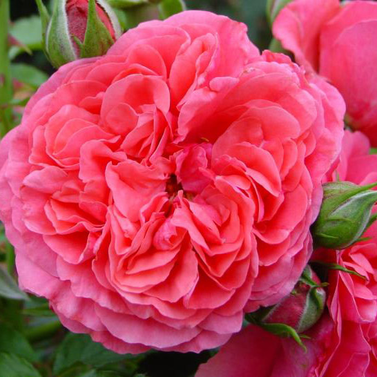 Роза плетистая Розариум Утерсен v3 Lav 