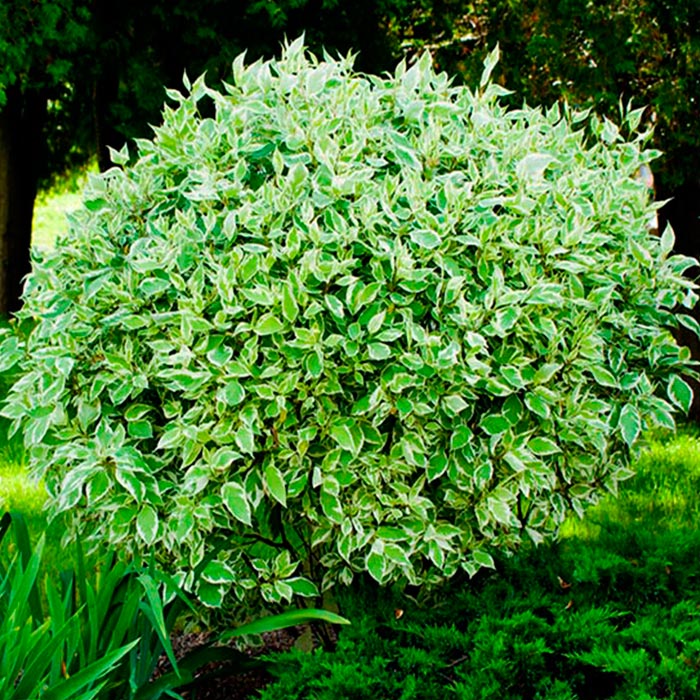 Дерен белый h60-100 Tw 