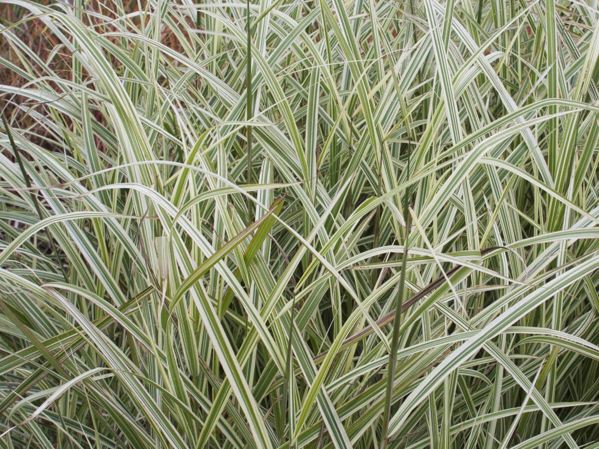 Я_Мискантус Вариегатус d10 Lav 