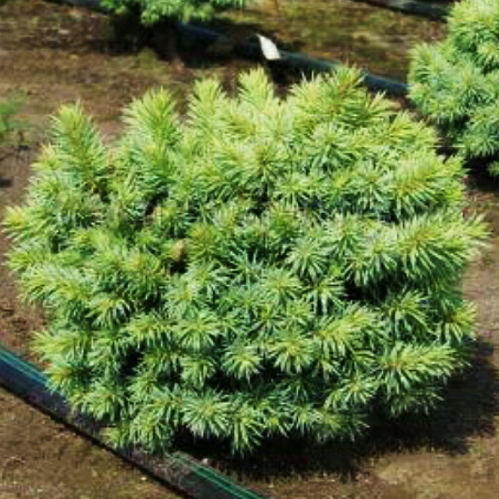 Растение ель колючая Пали C15, Pa40/15-20 UL 