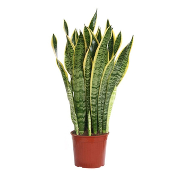 Сансевиерия Лауренти d19 