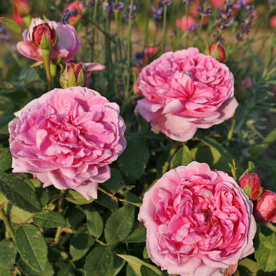 Роза полиантовая Мадам Болл v5 Dem 