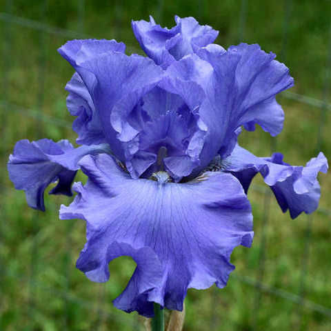 Ирис Ягина Блю, Tim 