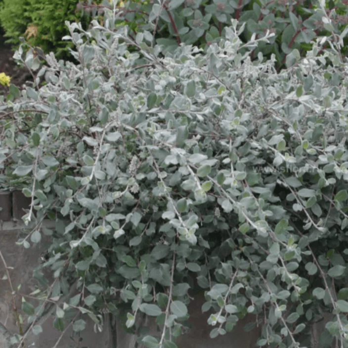 Ива Глаука Калликарпа Хальт v2 Lav 