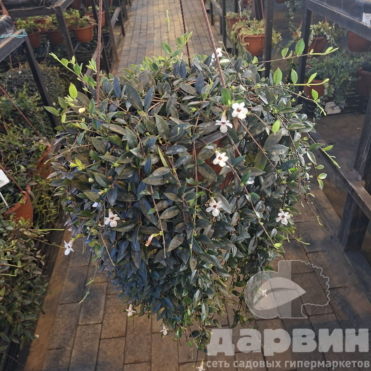 Кодонанта в кашпо d23 Tim 