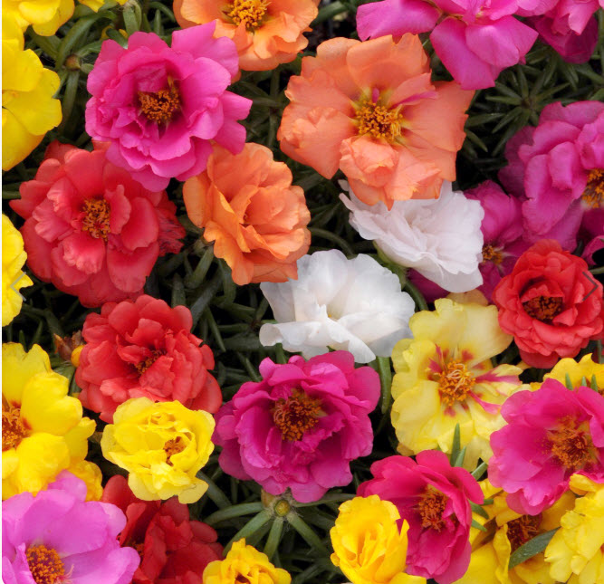 Портулак d9-10 ХР 