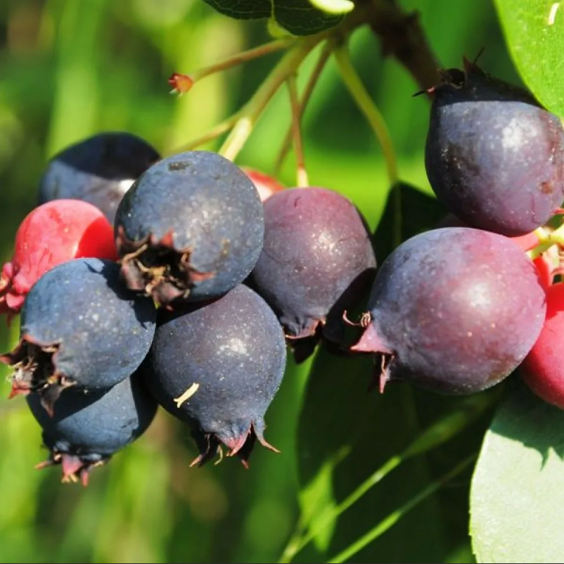 Красноярская