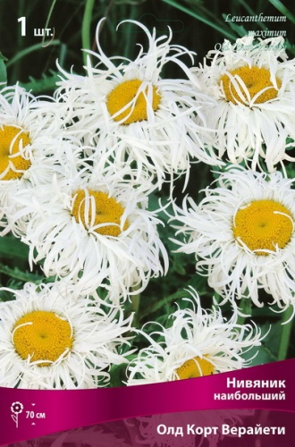 Корневище Нивяник наибольший Олд Корт Верайети I 1шт Поиск 