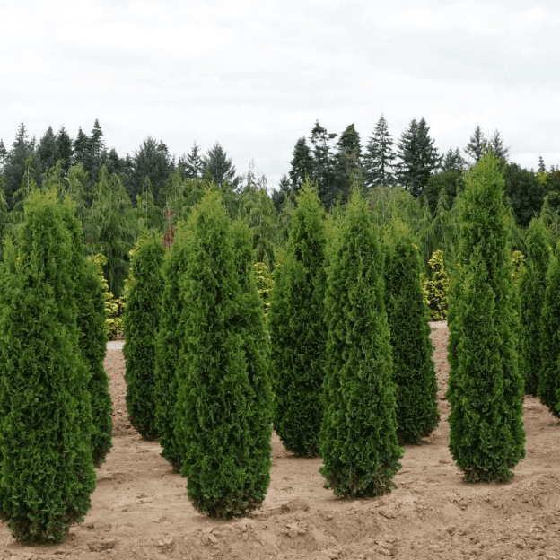 Туя западная Колумна C26 170-190 Bor 