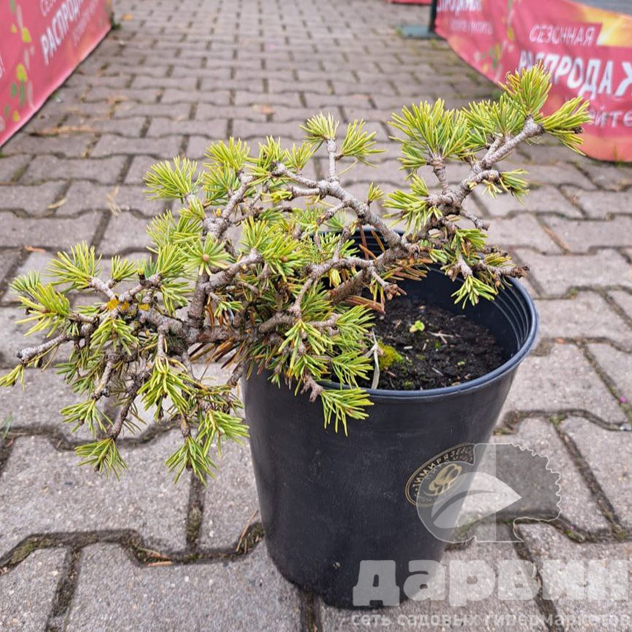 Пихта одноцветная Виона h 20 см на штамбе Mt 