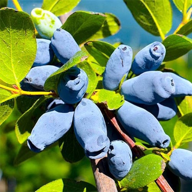 Жимолость Черничная v2 Tim 