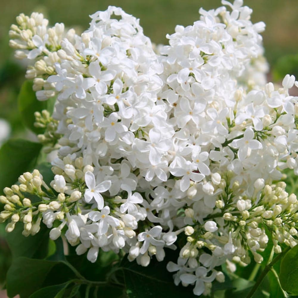 Сирень обыкновенная Маленький Принц v2 Lav 