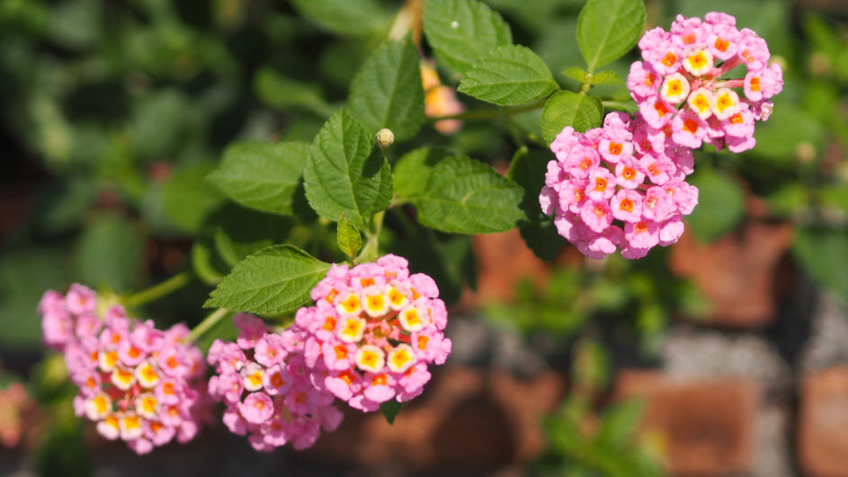 Лантана d12 ХР 