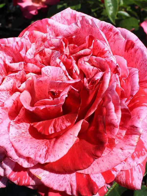 Роза чайно-гибридная Крейзи Фешн v5 Tim 