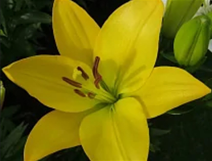 Луковица Лилия Голден Тайкун ЛА-гибрид 12/14 2шт. 