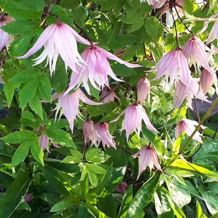 Клематис Пинк Свинг p9 Cl 