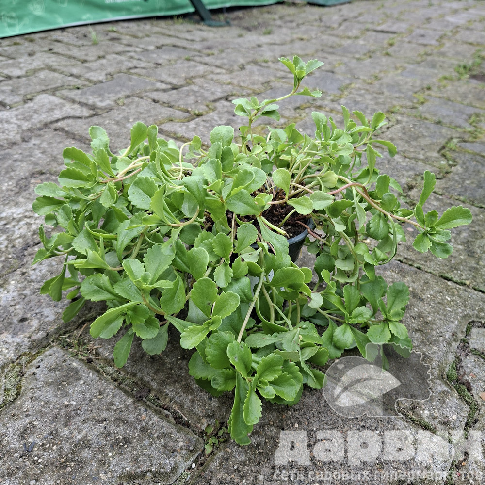 Седум Сельского Спирит d12 ХР 