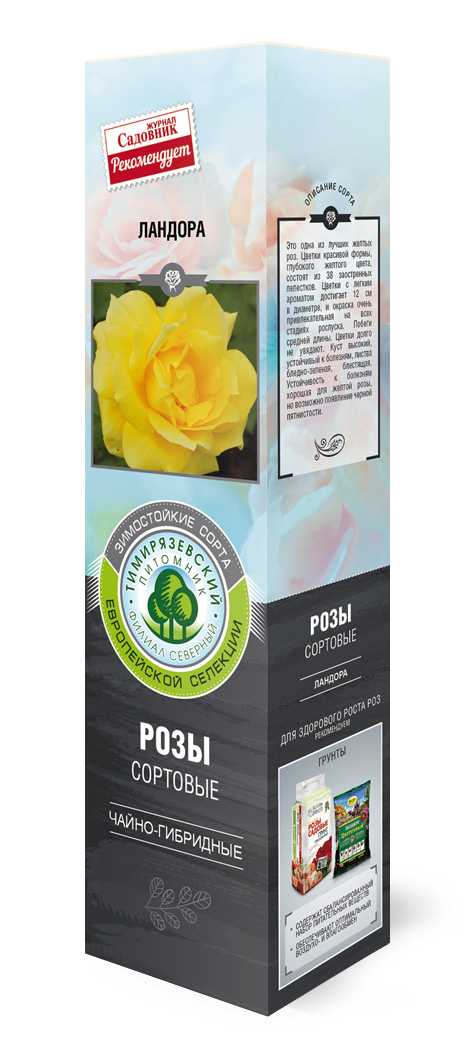 Роза чайно-гибридная Ландора в коробке ZP 