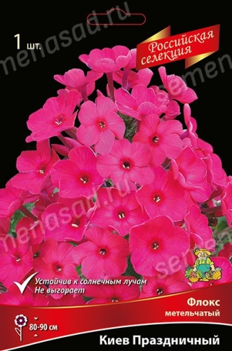 Кореневище Флокс метельчатый Российская селекция Киев Праздничный 1шт Поиск 