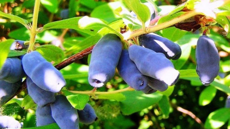 Жимолость Московская 23 v2 Tim по цене  Жимолость Московская 23 v2 Tim