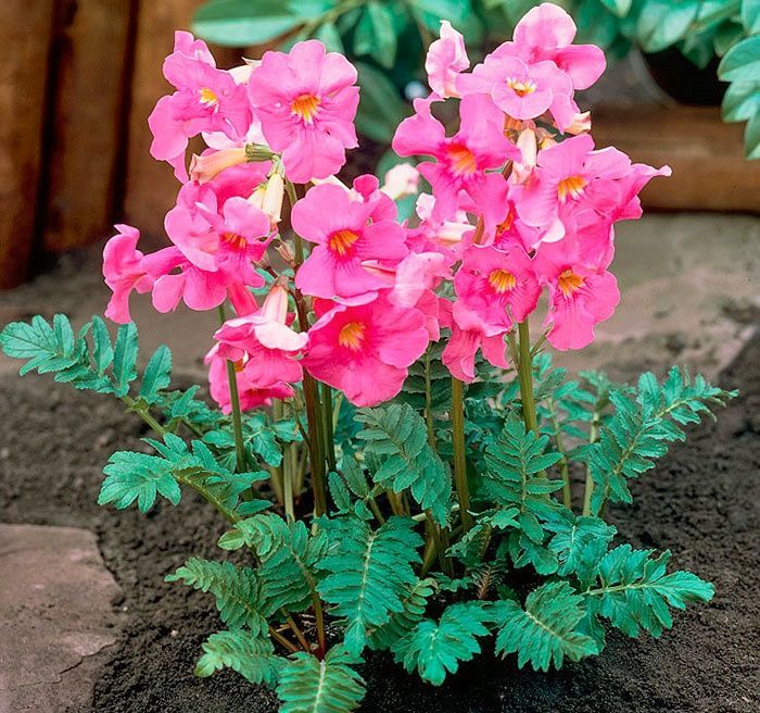 Инкарвилея делавея v2 Tim 