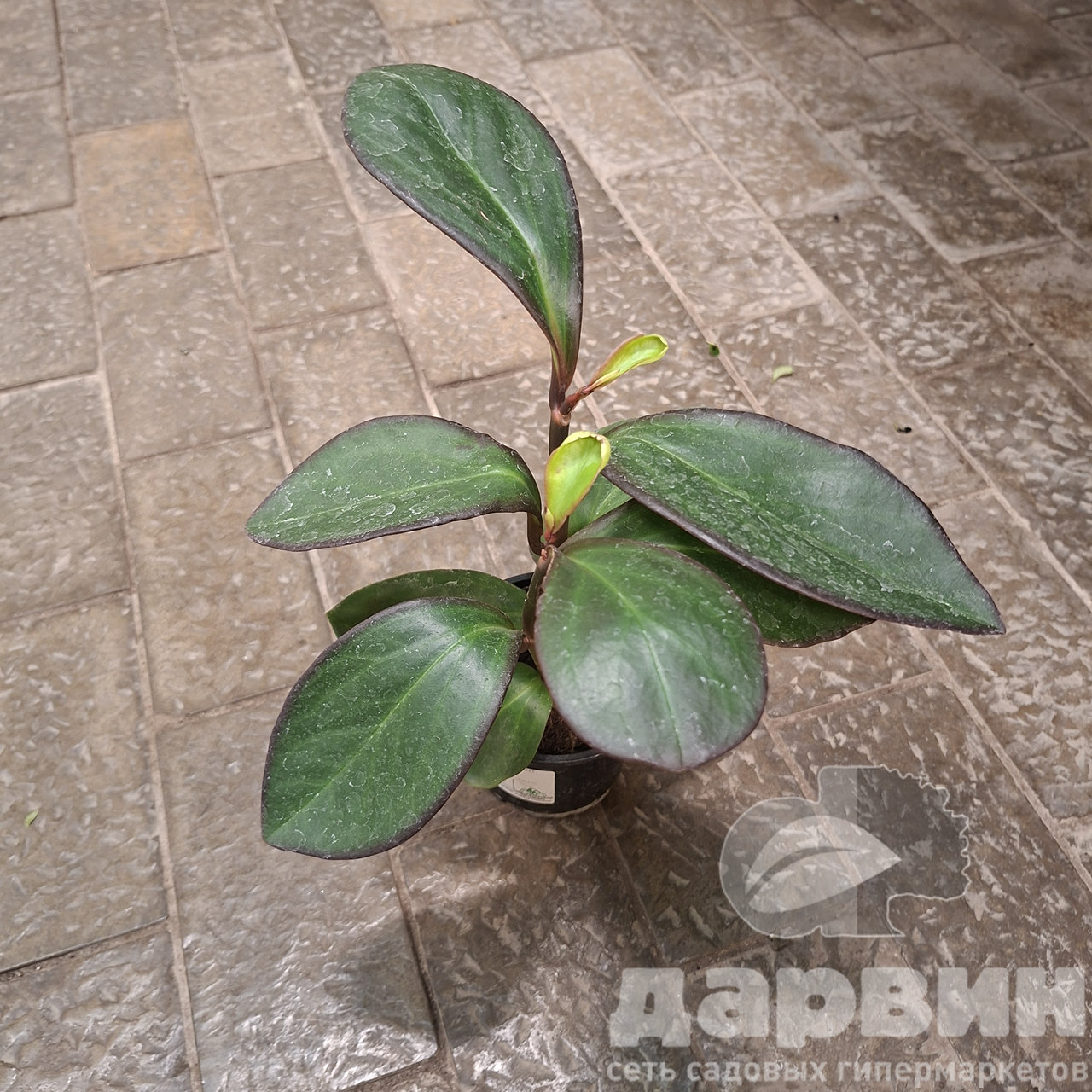 Пеперомия клузиелистная д11 тим (2) WM