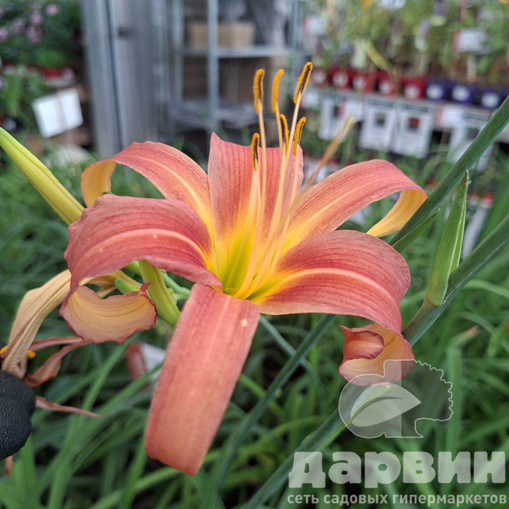 Лилейник Пинк Чарм v2 Tim 