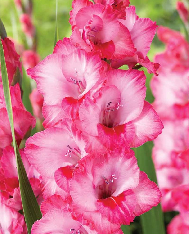 Луковица Гладиолус Хуго 12/14  10шт 