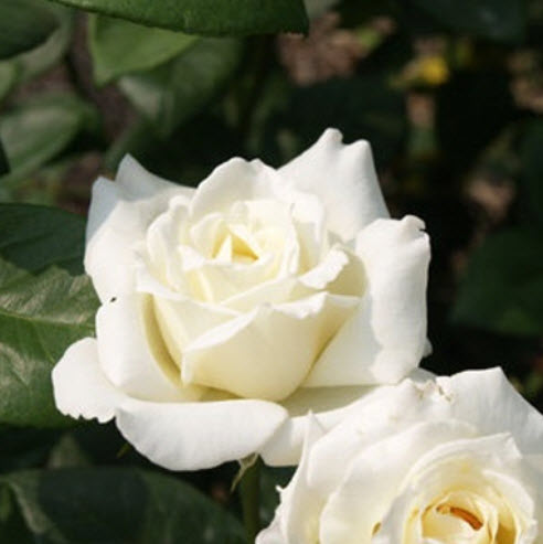 Роза флорибунда Сноувайт С3,5 ЦО 