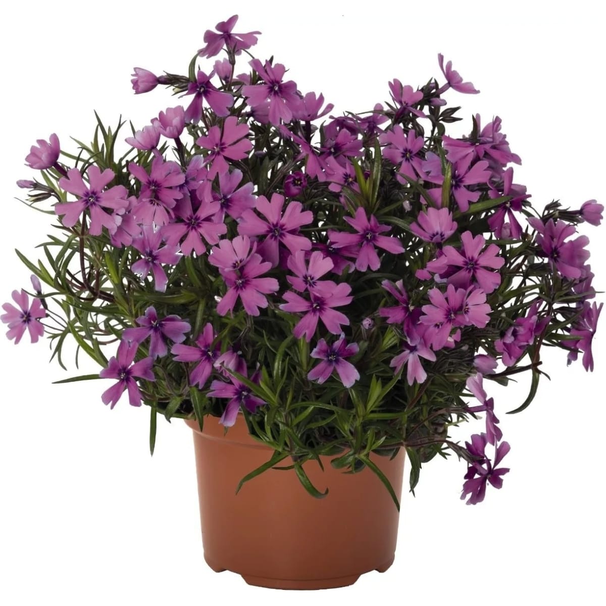 Флокс шиловидный Спринг Лайлак d12 Lav 