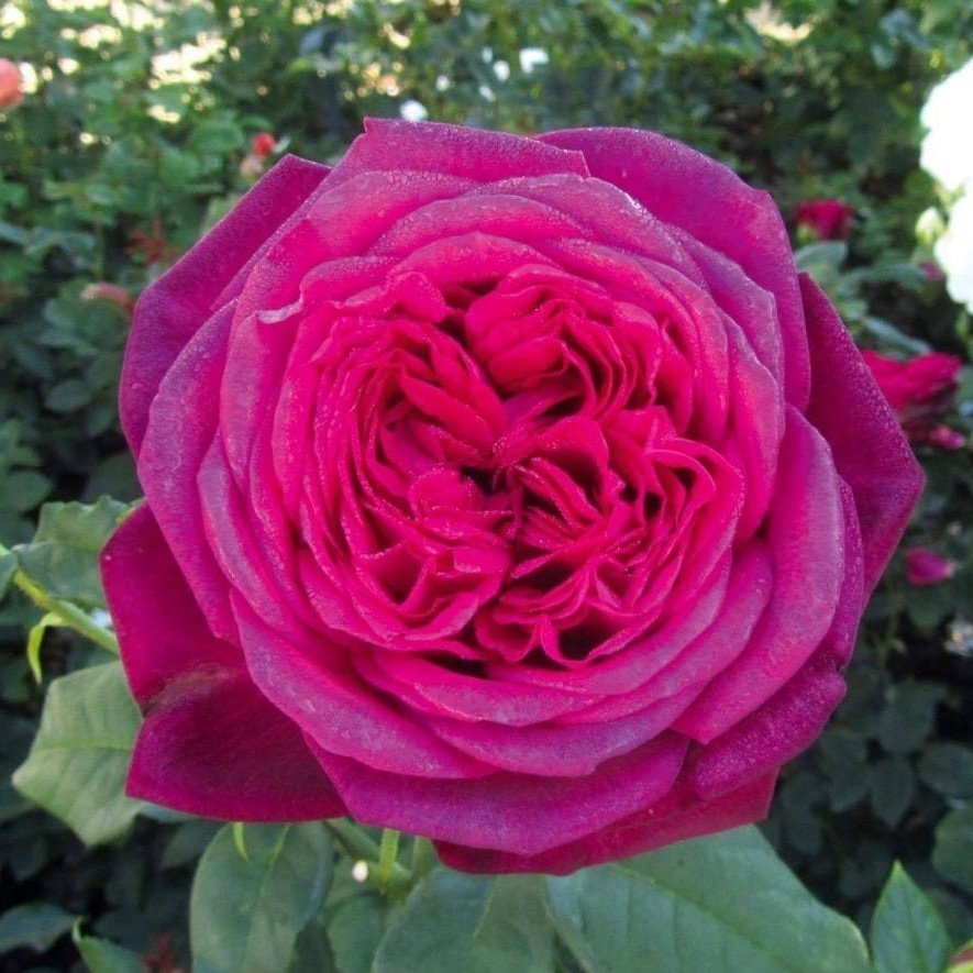 Роза чайно-гибридная Иоганн Вольфганг фон Гете  v5 Lav 