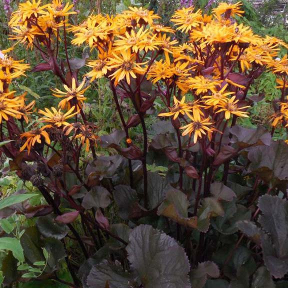 Бузульник Отелло v2 Tim 