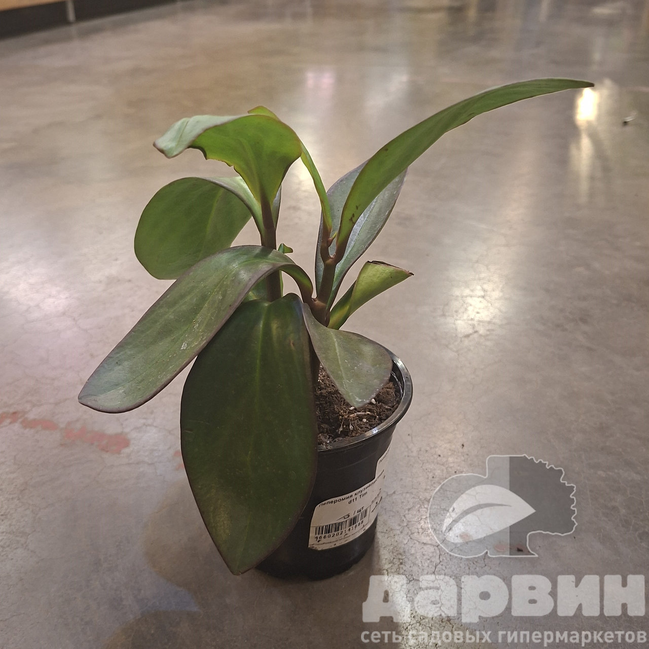 Пеперомия клузиелистная d11 Tim 