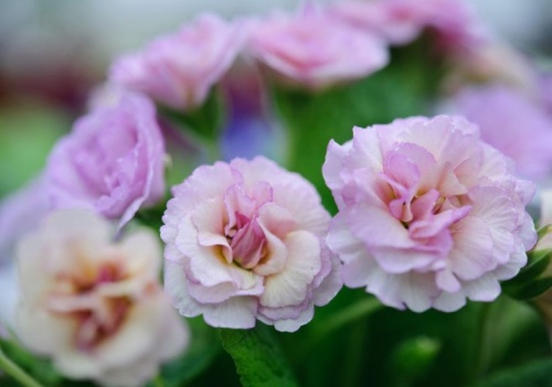 Кореневище Примула Камайе 1шт Поиск 