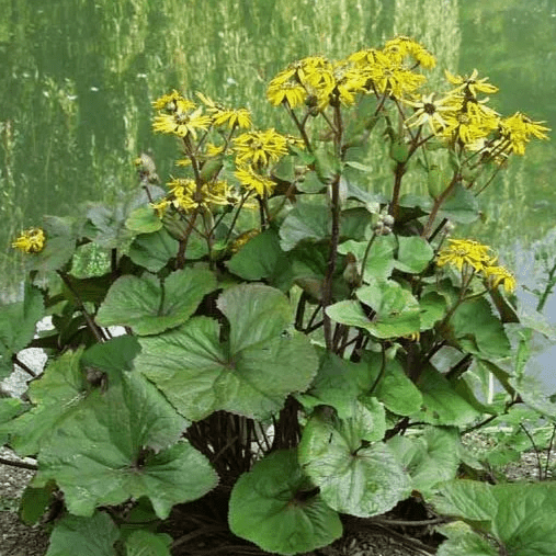 Бузульник Твайлайт v2 Tim 