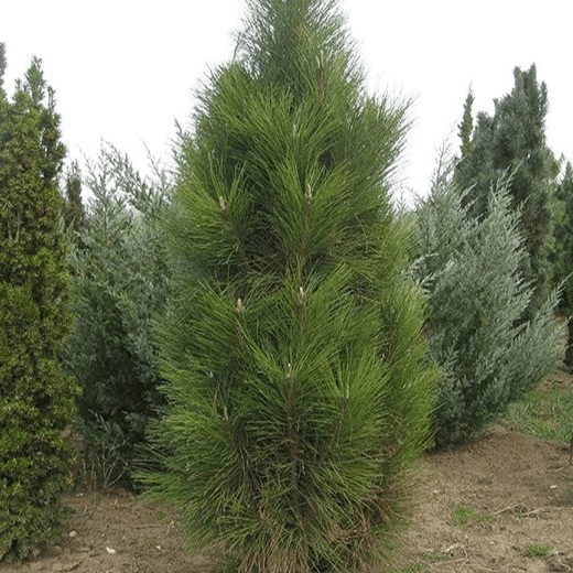 Сосна черная Фастигиата v5 Lav 