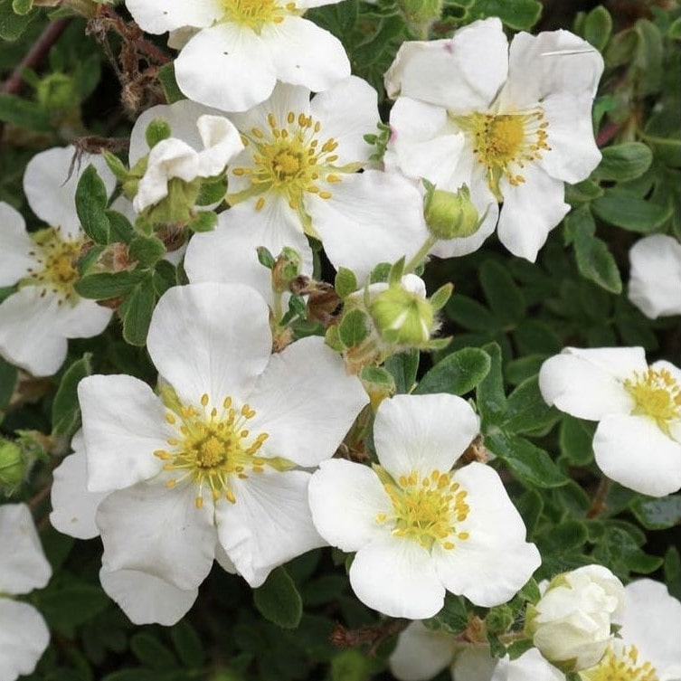 Лапчатка кустарниковая Крем Брюле C7.5, 15-20 