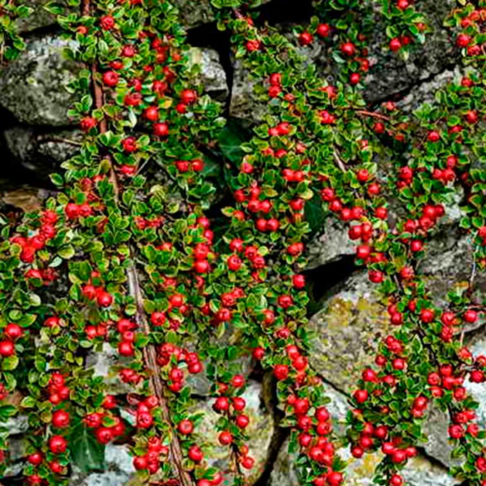 Кизильник горизонтальный v2 Lav 