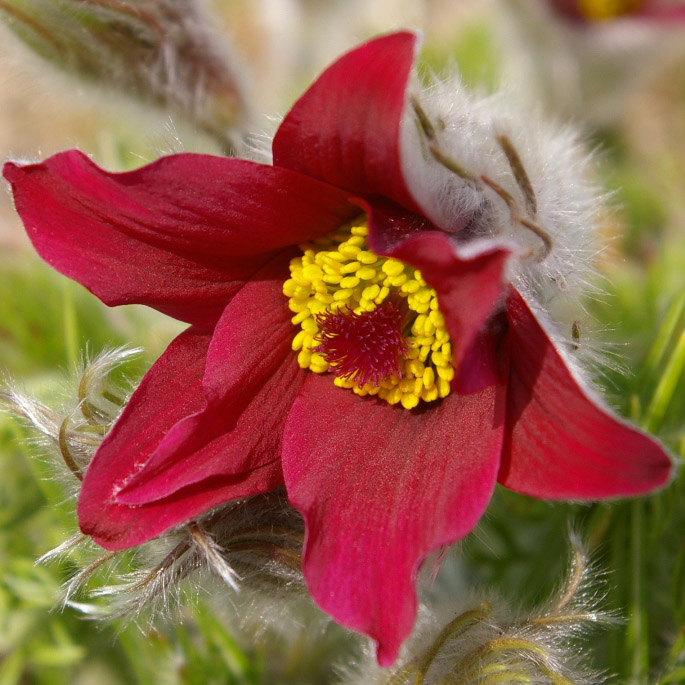 Прострел Рубра р9 Sw 